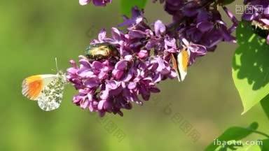 在普通紫丁香花丛中吮吸花蜜的昆虫